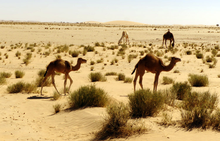 flora y fauna de Mauritania