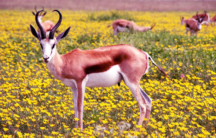 flora y fauna de Namibia