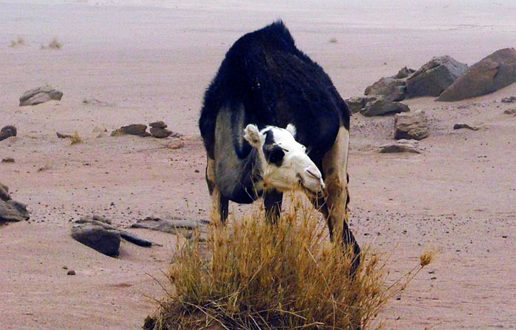 flora y fauna de Niger