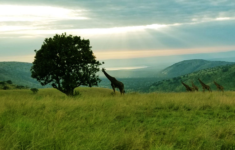 flora y fauna de Ruanda