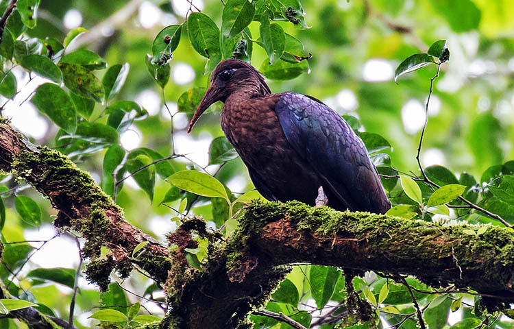 flora y fauna de Santo Tome y Principe