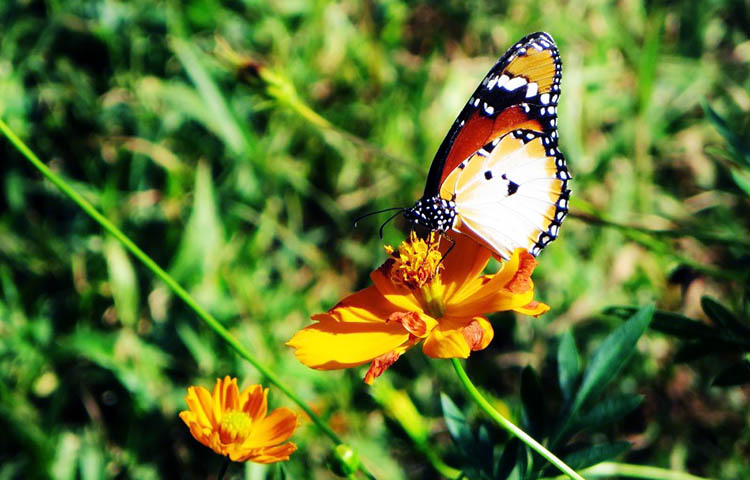 flora y fauna de Sierra Leona