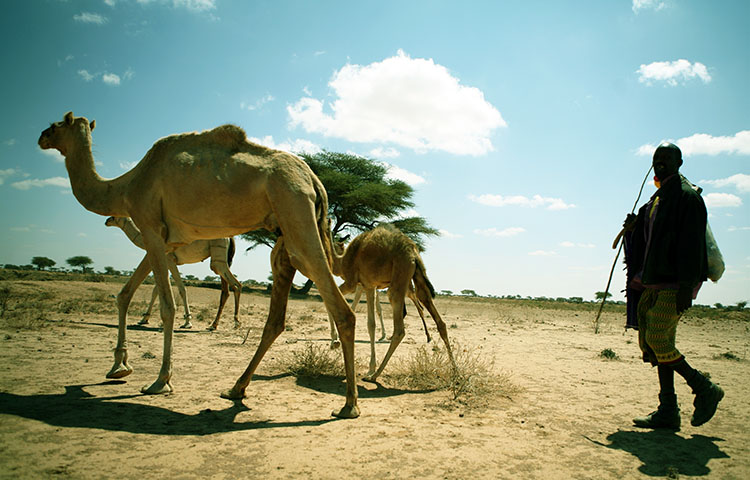 flora y fauna de Somalia