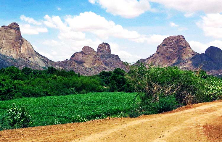 flora y fauna de Sudan