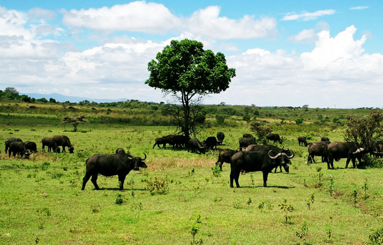 flora y fauna de Tanzania