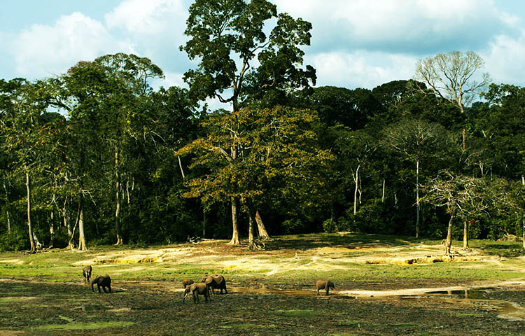 flora y fauna de la Republica Centroafricana