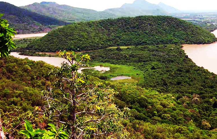 flora y fauna de la Republica Democratica del Congo