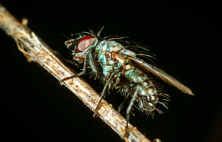 insectos que dan a luz a crias vivas