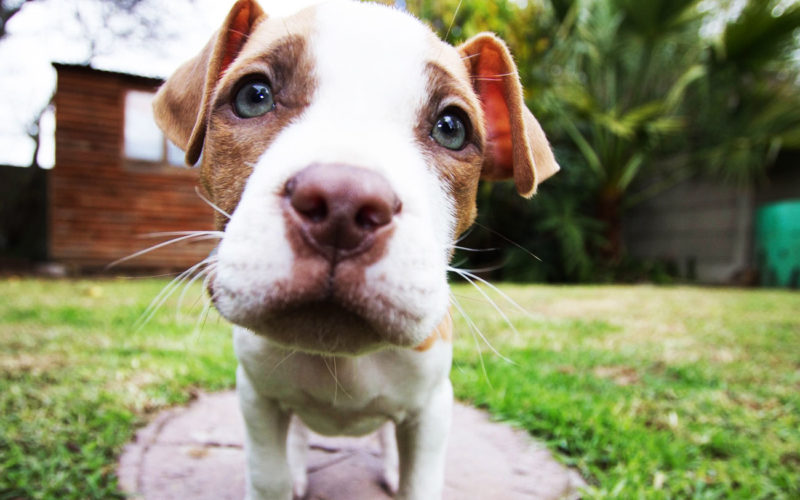 El pelaje de un perro bull terrier