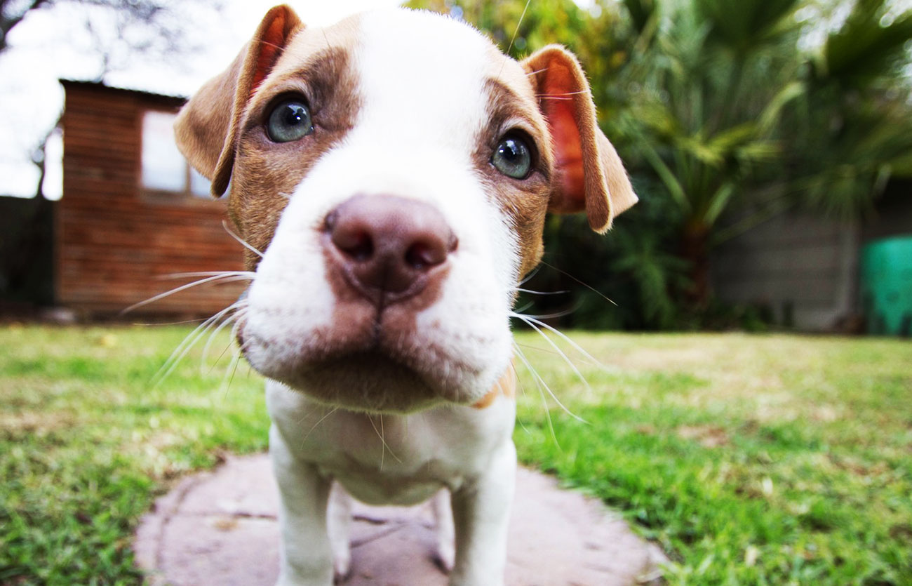 El pelaje de un perro bull terrier