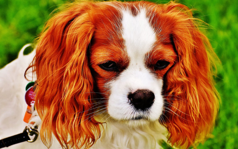 El pelaje de un perro cavalier king Charles spaniel