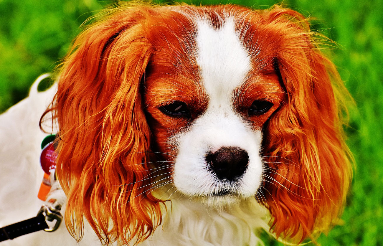 El pelaje de un perro cavalier king Charles spaniel