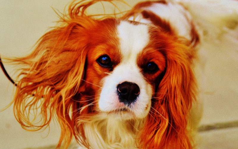 Enfermedades y esperanza de vida de un cavalier king Charles spaniel