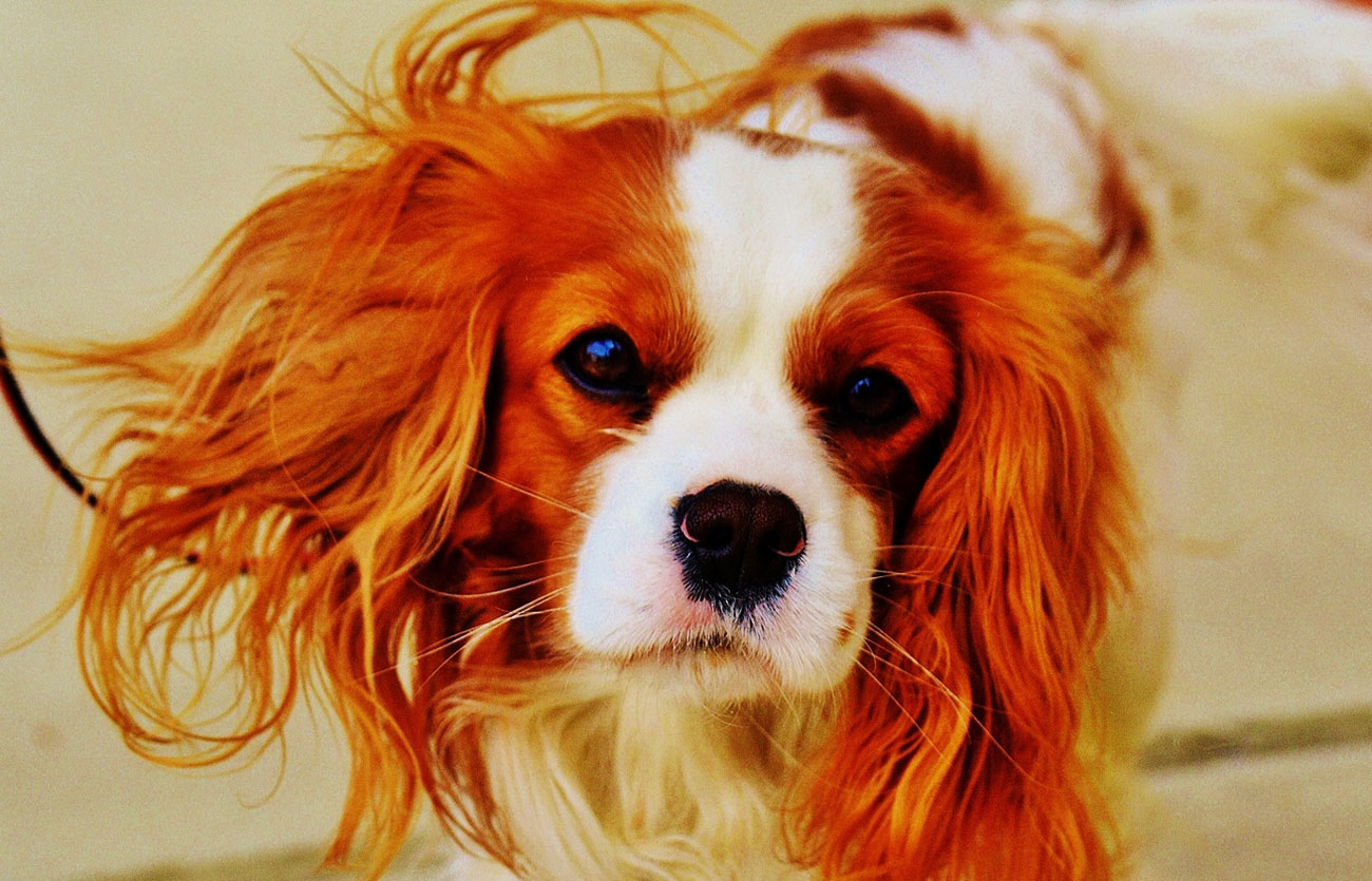 Enfermedades y esperanza de vida de un cavalier king Charles spaniel