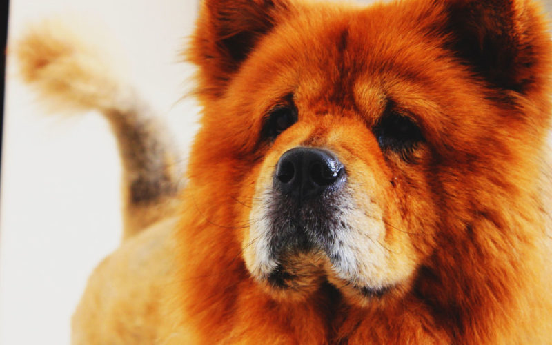 El pelaje de un perro chow chow