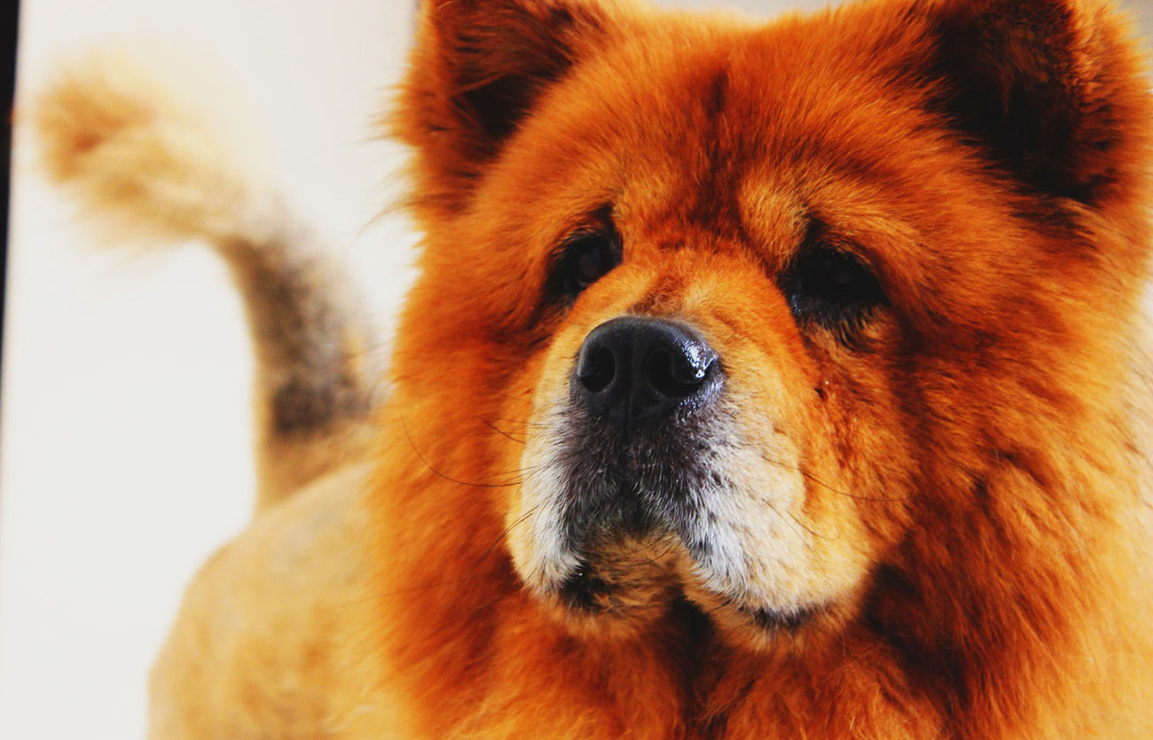 El pelaje de un perro chow chow