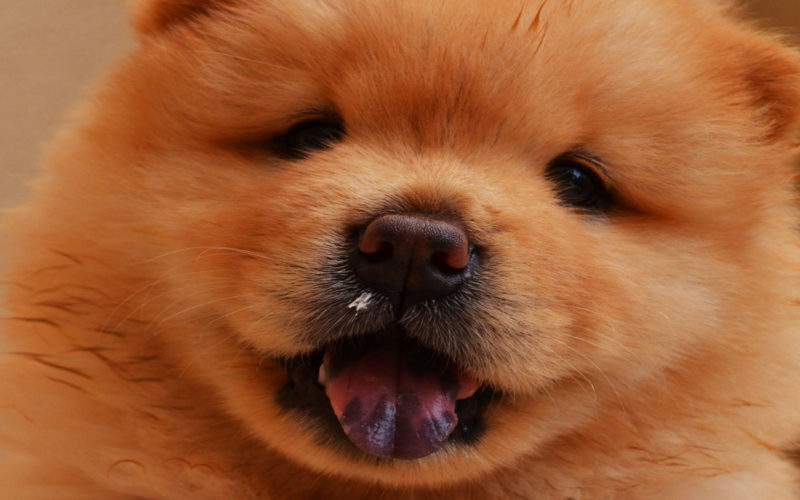 Enfermedades y esperanza de vida de un chow chow