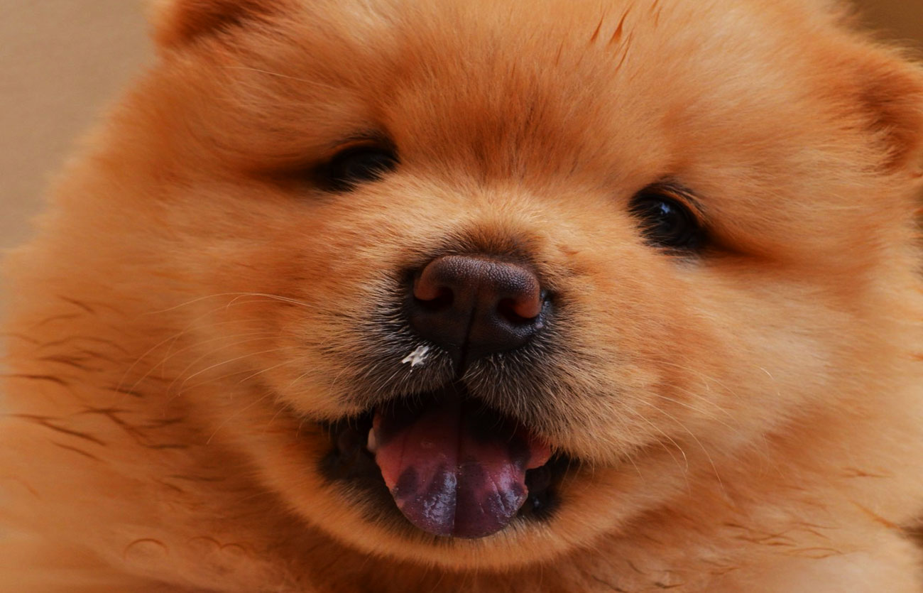 Enfermedades y esperanza de vida de un chow chow