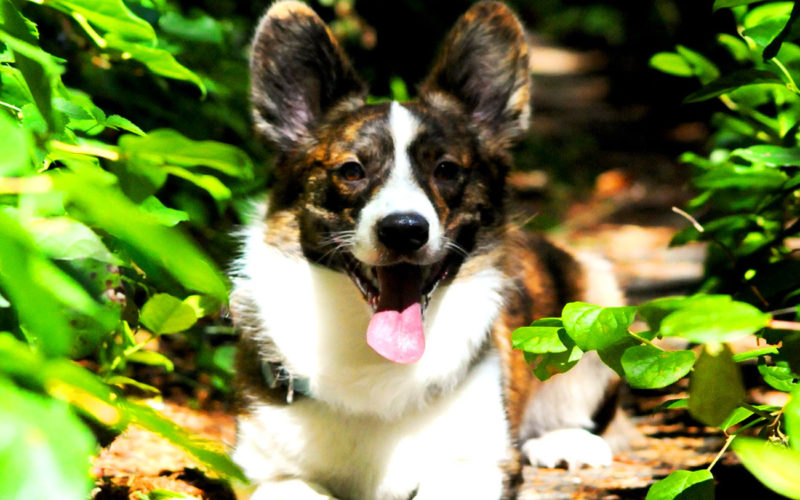 El pelaje de un perro corgi galés de Cardigan