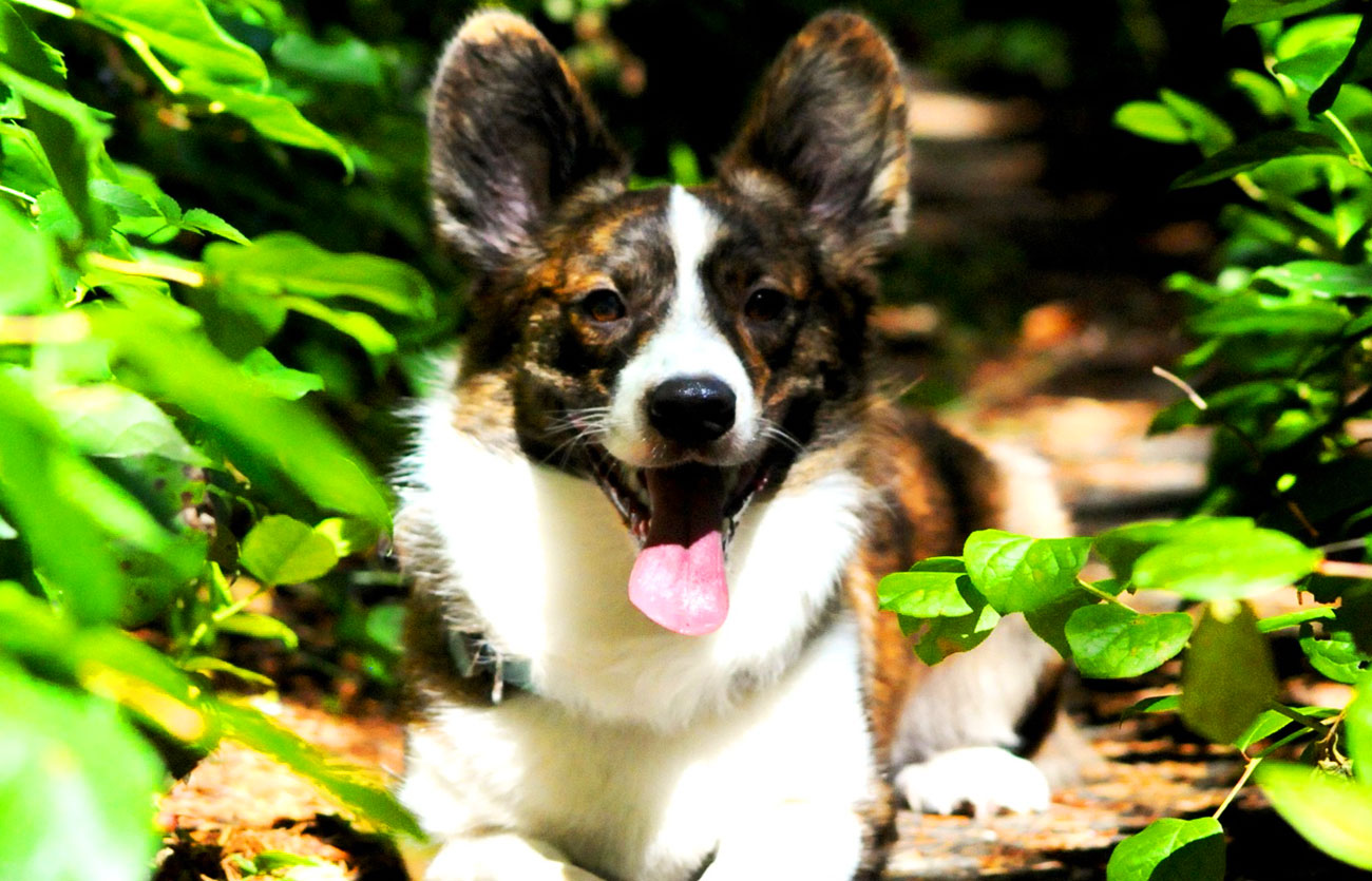 El pelaje de un perro corgi galés de Cardigan