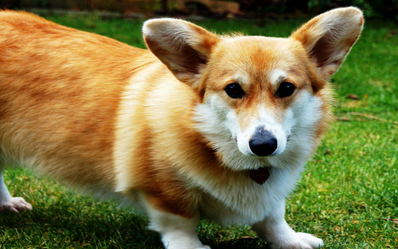 Enfermedades y esperanza de vida de un corgi galés de Cardigan