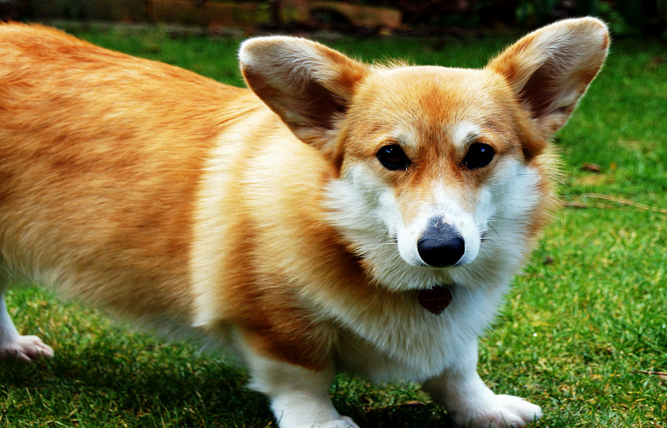 Enfermedades y esperanza de vida de un corgi galés de Cardigan