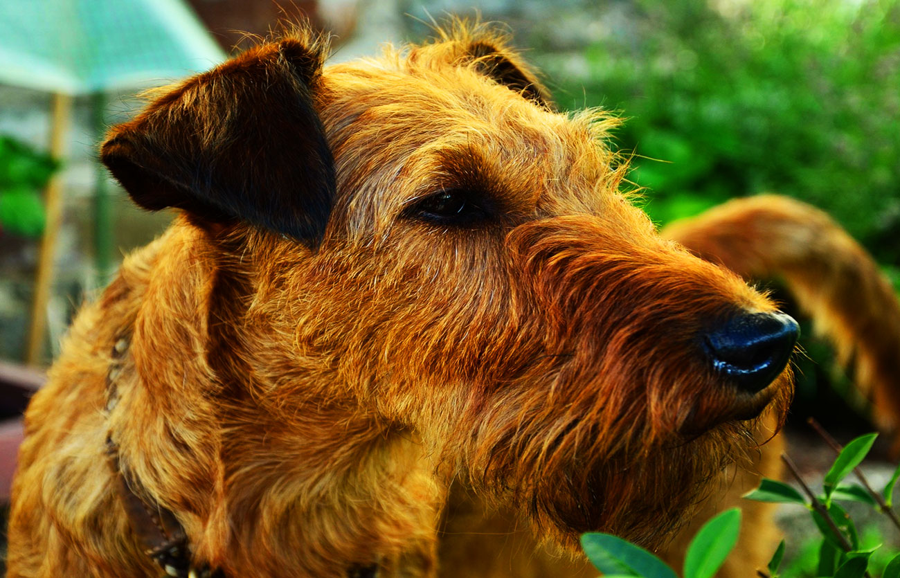 El pelaje de un perro Airedale terrier