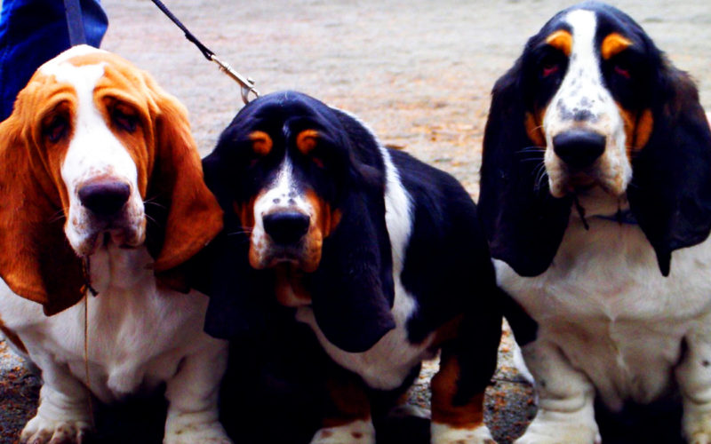 El pelaje de un perro Basset hound