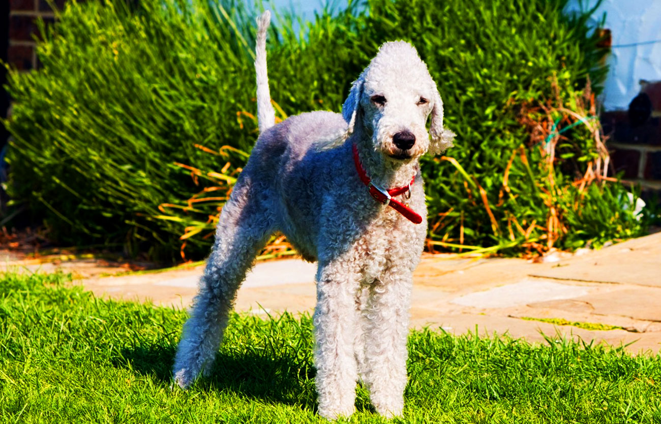 El pelaje de un perro Bedlington terrier