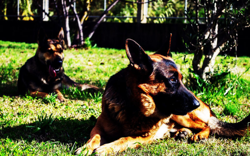 El pelaje de un perro pastor belga malinois