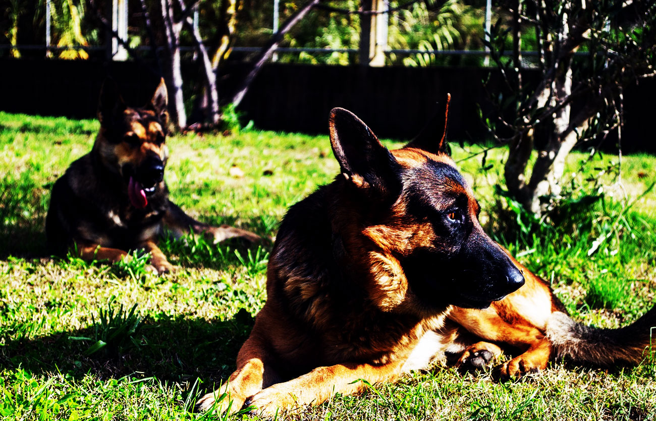 El pelaje de un perro pastor belga malinois