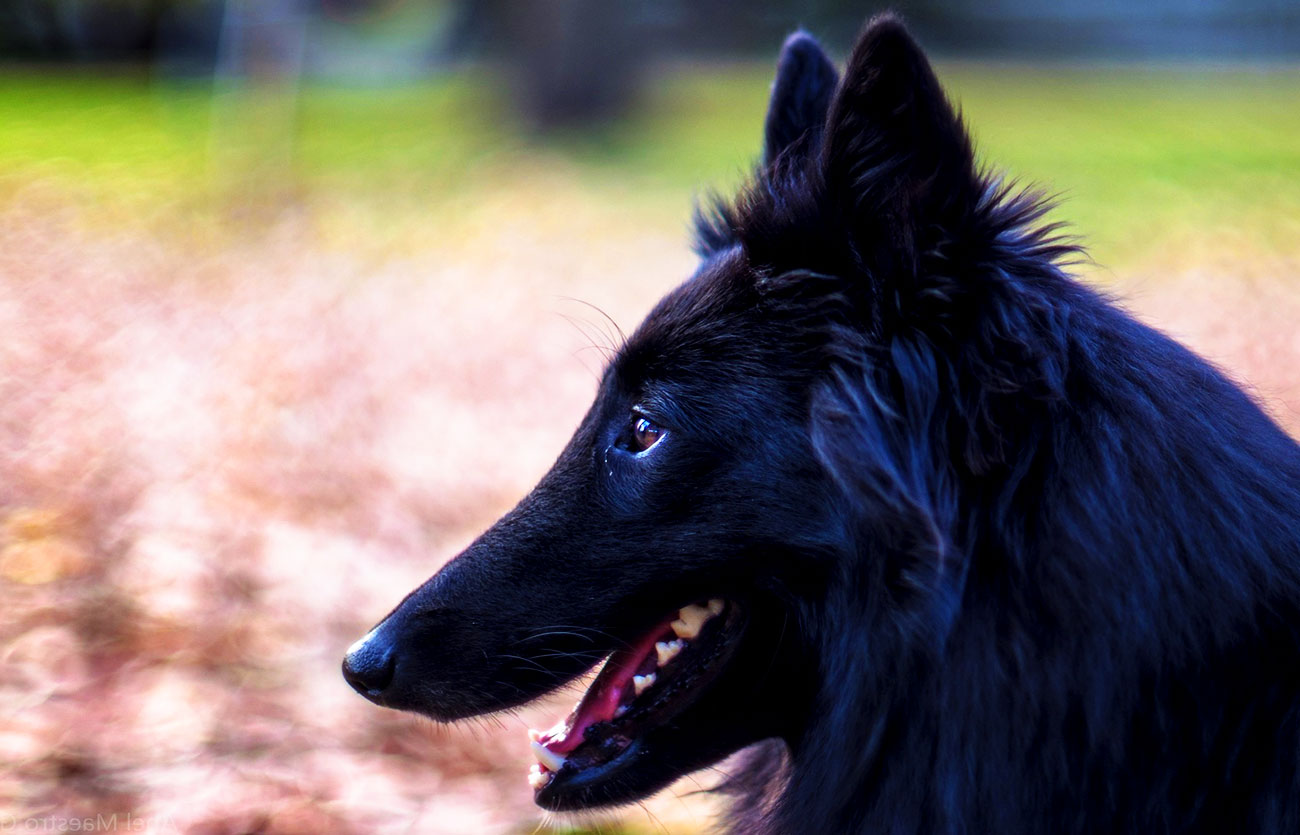 El pelaje de un perro Pastor belga