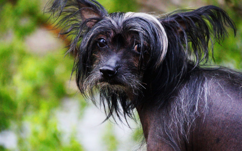 El pelaje de un perro crestado chino