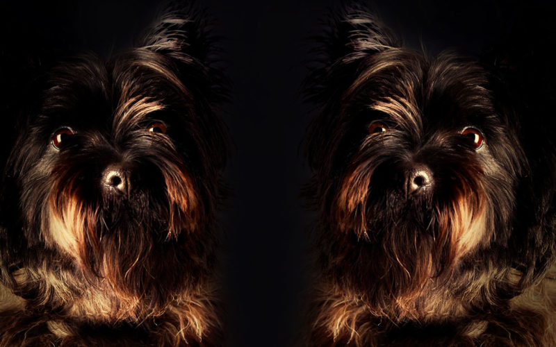 Cómo es el temperamento y comportamiento del Affenpinscher