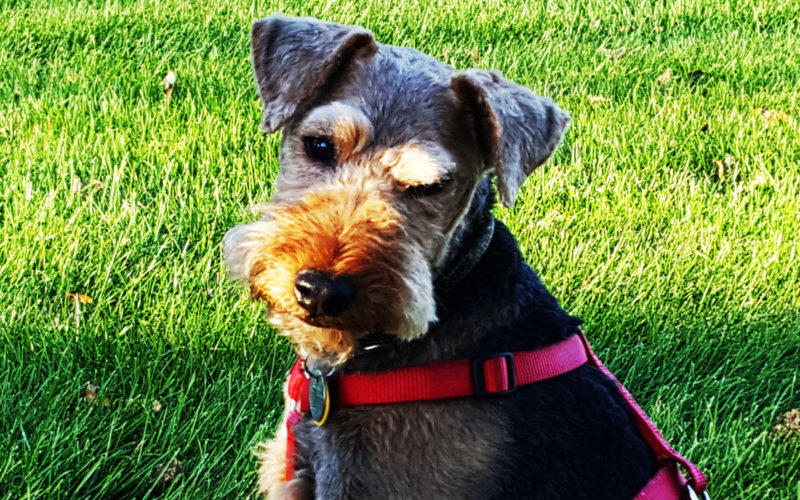 Cómo es el temperamento y comportamiento del Airedale terrier