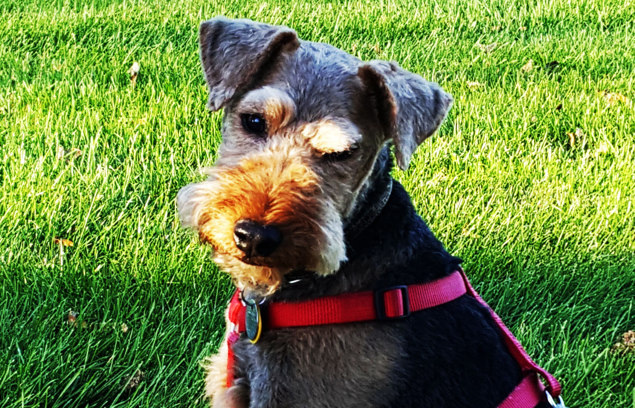 Cómo es el temperamento y comportamiento del Airedale terrier