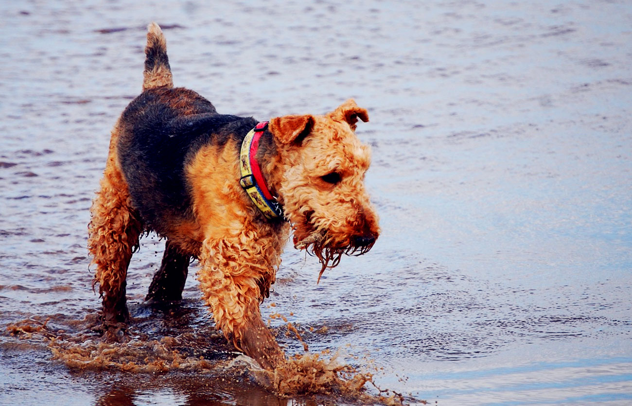 Enfermedades y esperanza de vida de un Airedale terrier