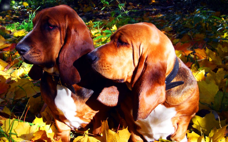 Enfermedades y esperanza de vida de un Basset hound