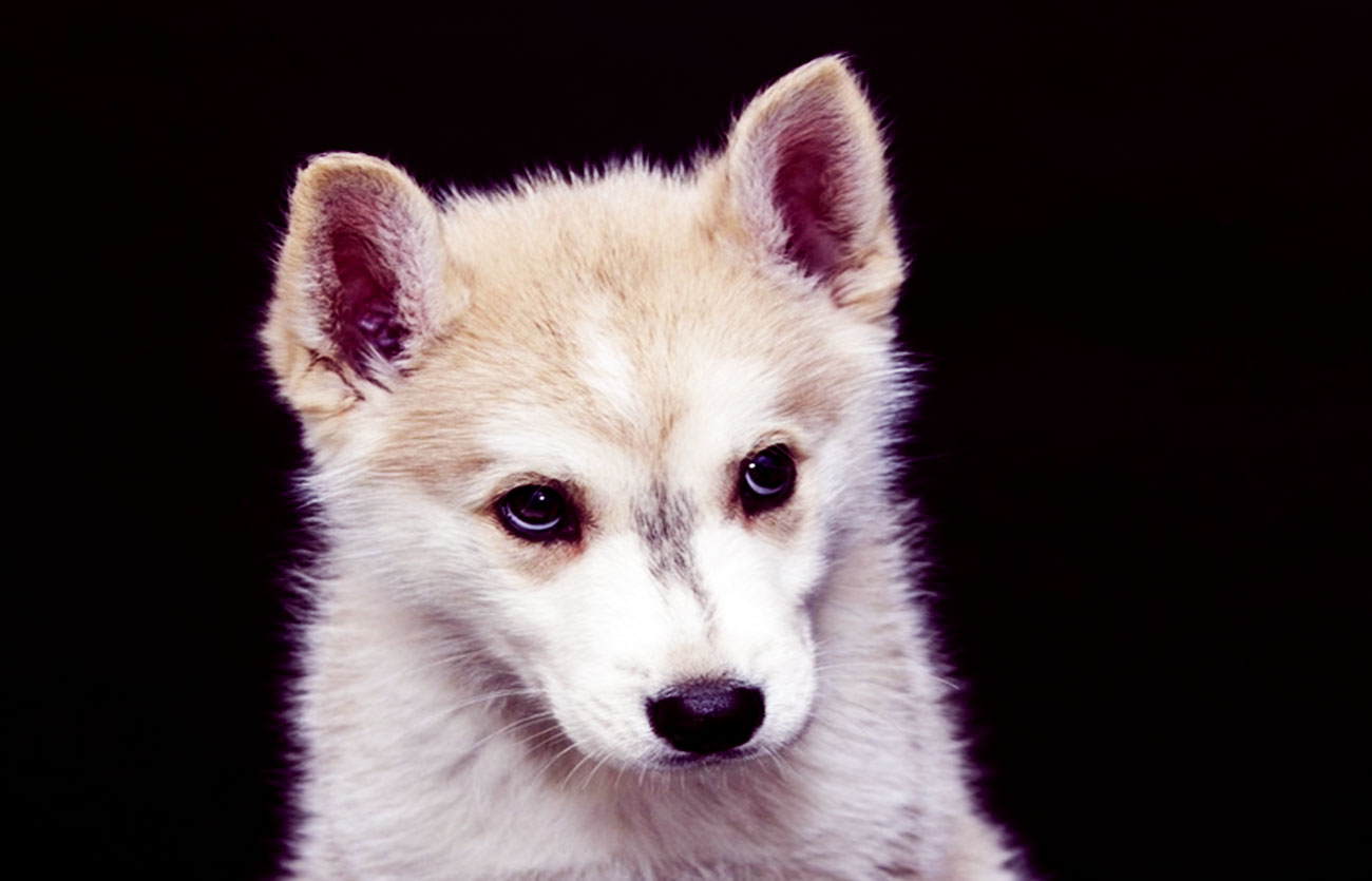 Enfermedades y esperanza de vida de un Malamute de Alaska