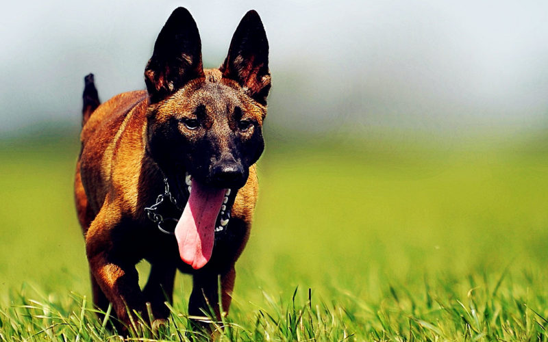 Enfermedades y esperanza de vida de un Pastor belga malinois