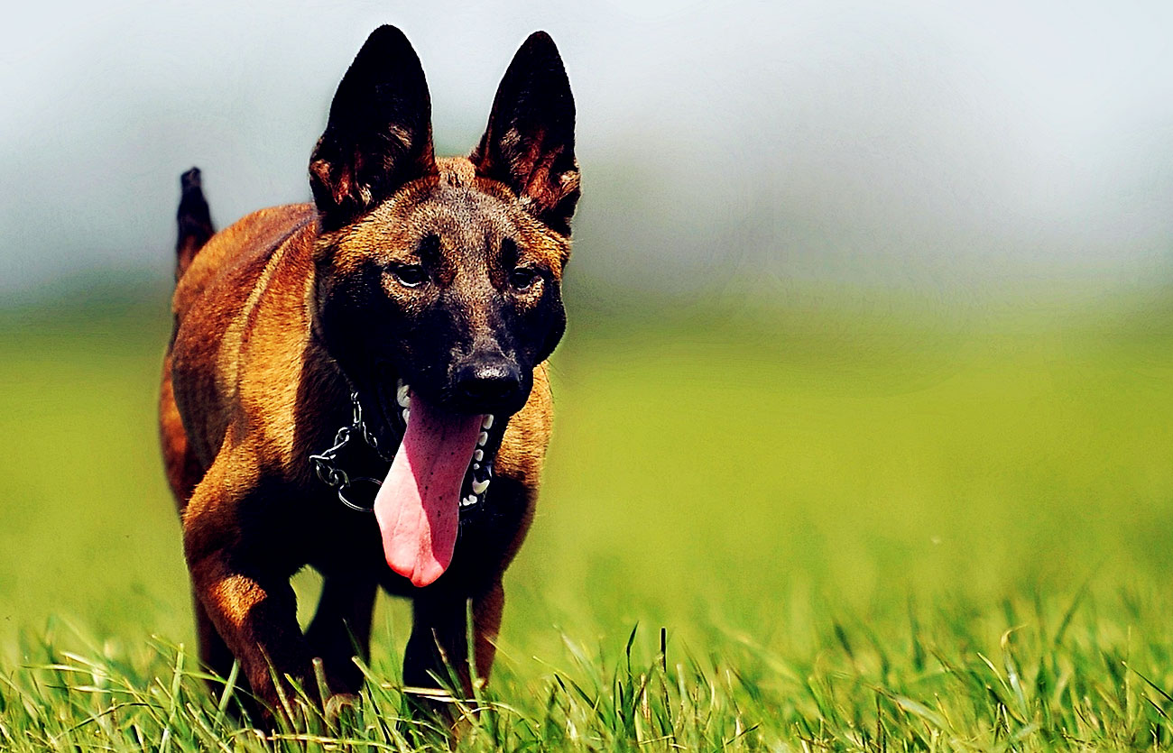 Enfermedades y esperanza de vida de un Pastor belga malinois