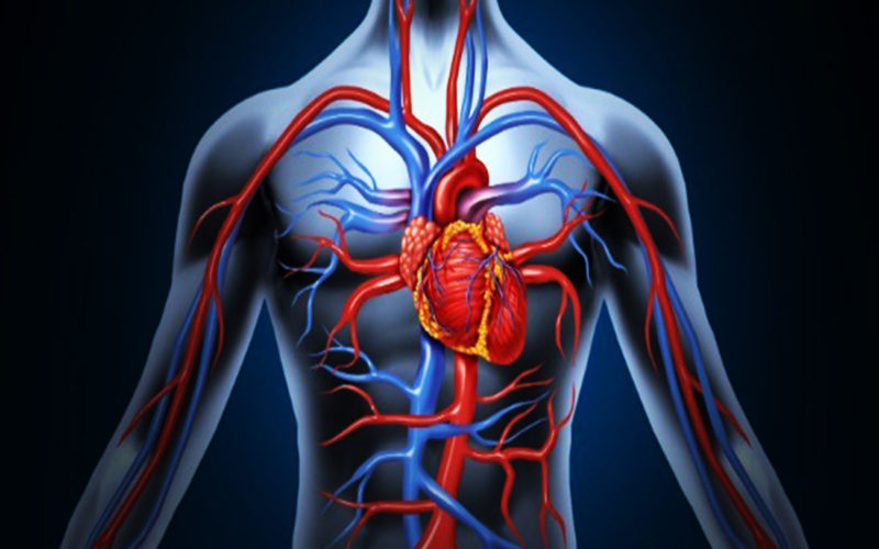 Diferencias entre vena y arteria