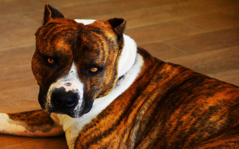 El pelaje de un perro American Staffordshire terrier