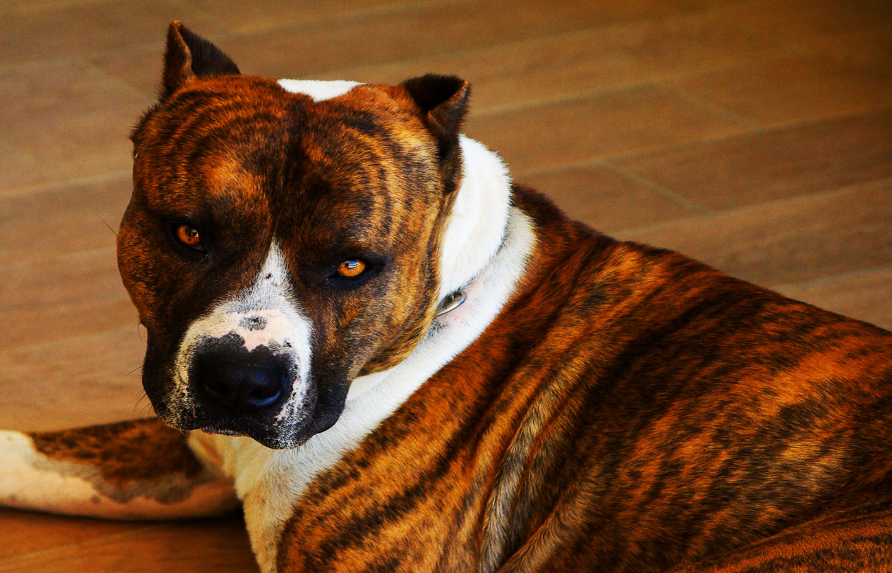 El pelaje de un perro American Staffordshire terrier