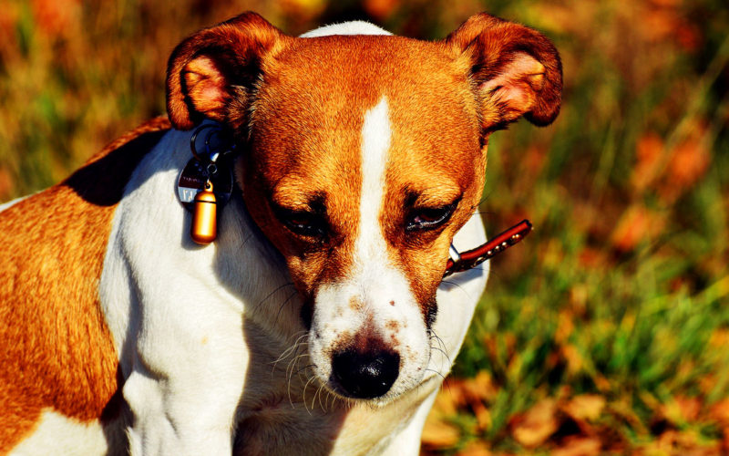 El pelaje de un perro Basenji