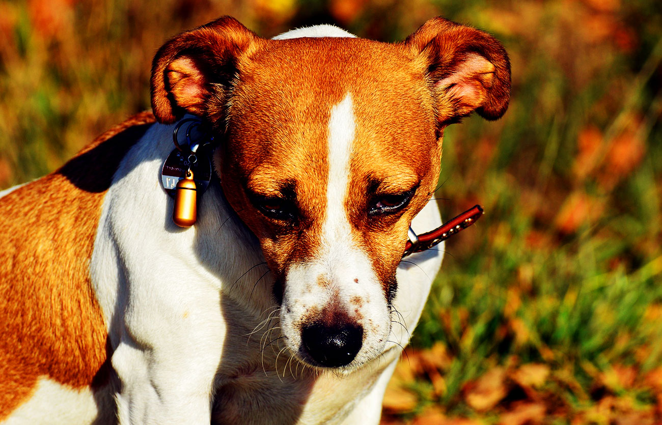 El pelaje de un perro Basenji