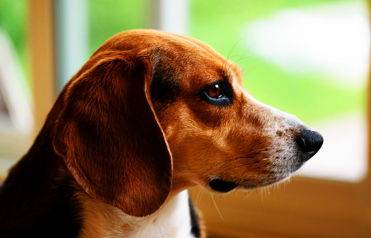 El pelaje de un perro Beagle