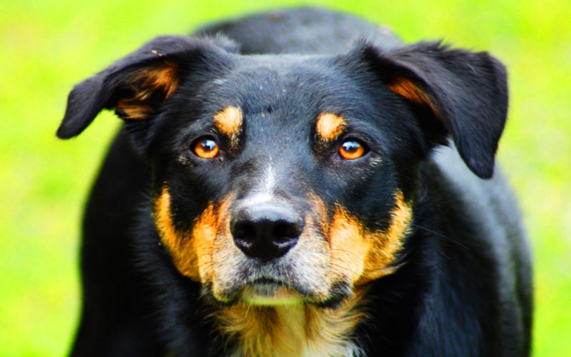 El pelaje de un perro Beauceron