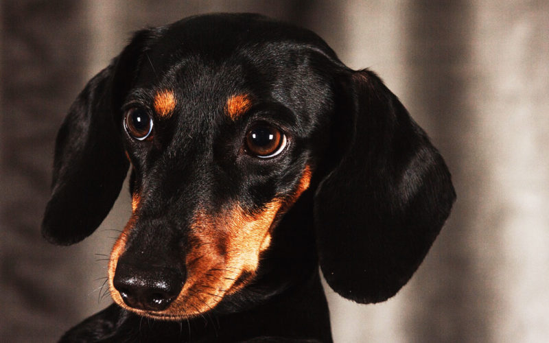 El pelaje de un perro Black and tan coonhound