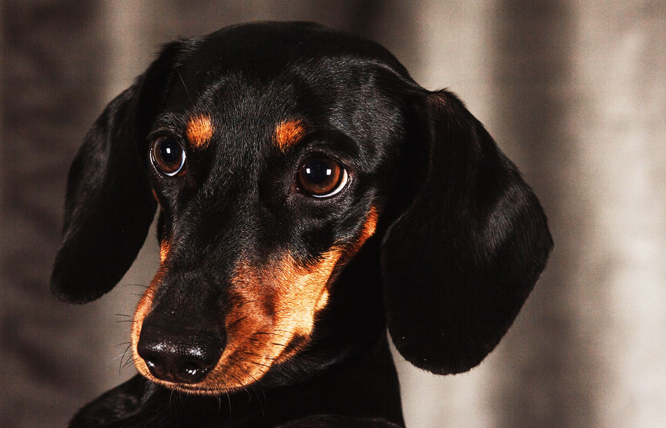 El pelaje de un perro Black and tan coonhound